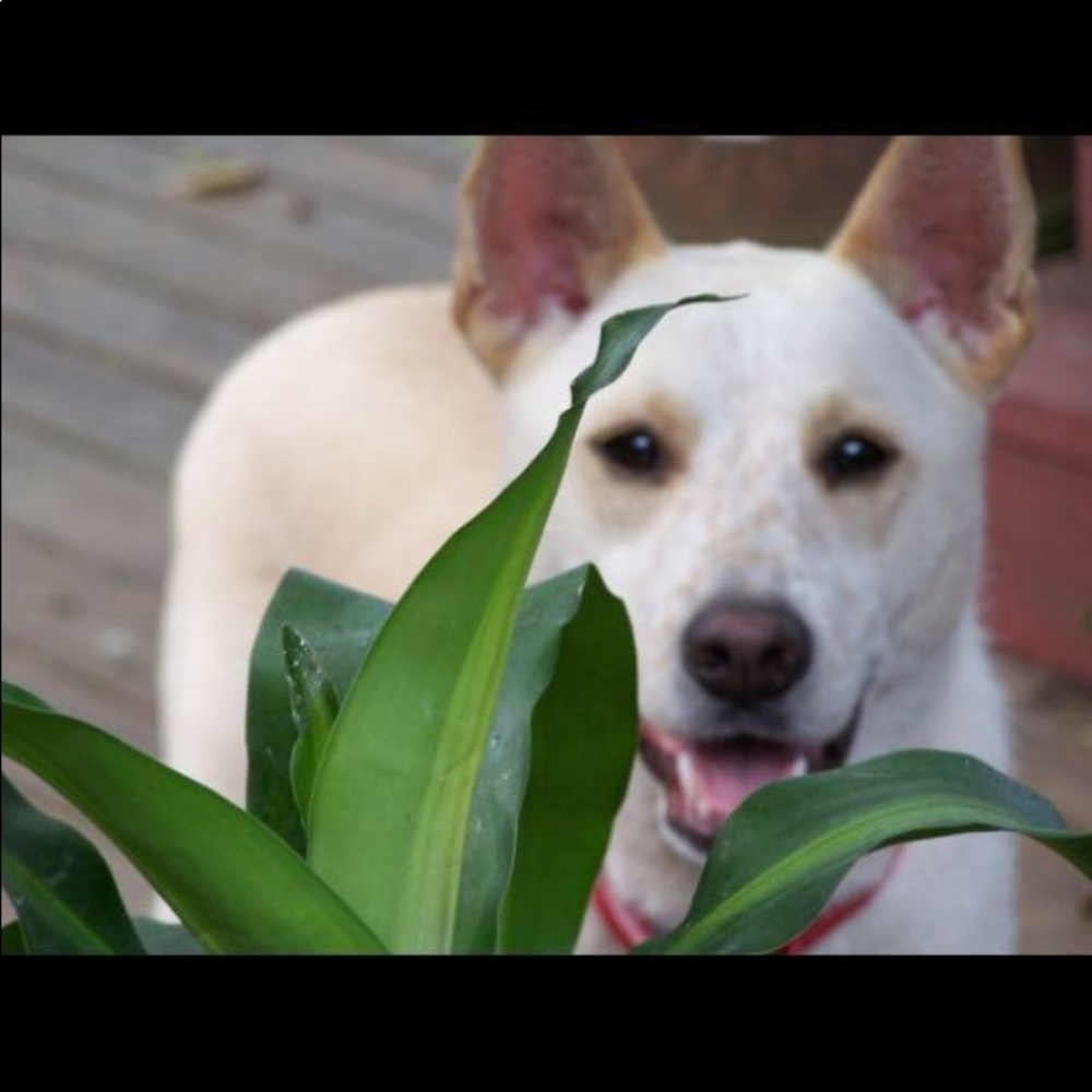 Meet your Posher, Debbie